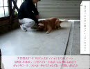 大問題児だった犬が、こんなイイ子になりました。