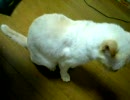 ウチの猫10