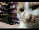 【Ａ１】猫好きのボーダーブレイク【支援】49匹目