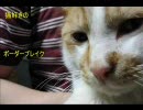 【Ａ１】猫好きのボーダーブレイク【支援】50匹目