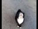 しゃべる猫はどうやら羽川翼だった
