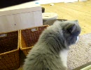 福岡の猫カフェ「猫カフェ　Ｃｌａssic」　６／２８