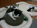 小猫観察中ヽ(´ー`)っ20100612-01