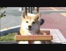 【今週のペット】リン(柴犬 メス １歳９ヵ月)