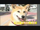 【今週のペット】リン(柴犬 メス １歳９ヵ月)