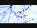 桜　２０１０