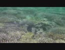 2010.6.20〜23 八重山旅行 2日目 Vol.1(石垣島 マンタ マグロ釣り)