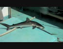2010.6.20〜23 八重山旅行 3日目 Vol.1(石垣島 マンタ マグロ釣り)