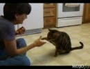 芸をする猫