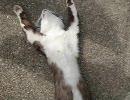 うちの猫のありえない映像