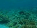 兄島海中公園23℃20100628