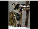 ようじょと、ロリコンと、家政婦は見た！　古文　クイズ　ニコ生　③