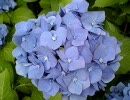 【小林えり】紫陽花【自作詩朗読】