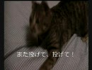 犬みたいに遊ぶネコ