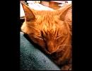 猫を見ながら才能人応援歌を歌ってみた