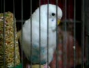 セキセイインコさん。