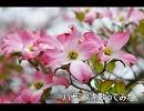 【歌ってみた】ハナミズキ