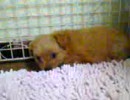 小さく鳴く子犬。