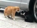 猫語で喧嘩やめて！