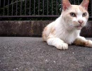 野良猫がまわった