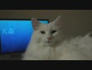 ノル3匹 #283「枕元でゴロゴロ」
