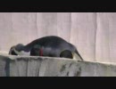 ペンギンの昼寝