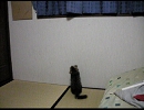 窓枠に上りたいけどなかなか上れない子猫