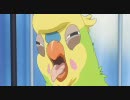 【ストレスで】とらドラ！インコちゃん全シーン？【禿げる鳥】