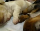 仔犬記録～未来の飼い主さんへ～14
