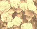 【ニコラップ】言葉にできない【犀】