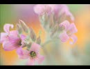 - Enya - Only Time