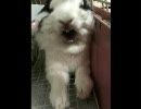 ちくわ　：　あくびした