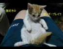 【Ａ５】猫好きのボーダーブレイク【支援】おまけその３