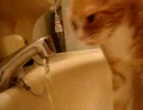 蛇口からお水を飲むぬこ