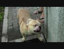 2010.6.11 ボムとポン太のおさんぽ