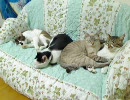 ふちゃぎん家の日常 Vol.132「Cat&#039;s sofa x 15」