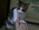 みーｖｓわたしの足　その６