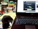 怒ってた猫の叫びを寝ていたうちの猫に聞かせてみる