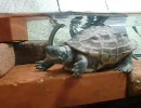 うちのクサガメ2