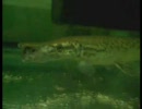 アリゲーター・ガーのハムスター捕食