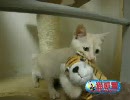 子猫のマロン vs 猛獣タイガー?