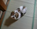 シーズー　ルルナ★