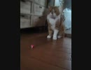 お願いですから持ってきて・・・