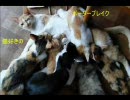 【Ａ５】猫好きのボーダーブレイク【重火力】おまけその４