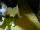 猫のお預かり 二日目 part3 海苔を食べる猫