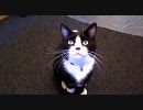 名無しの猫がアンガスになった日