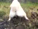 うちのわんこの（　＊　）があまりにもかわいくて・・・
