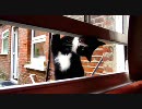 妻になつかない猫