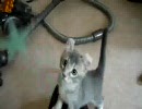 星をつかむニャンコ