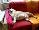 ブルドッグのいびき2
